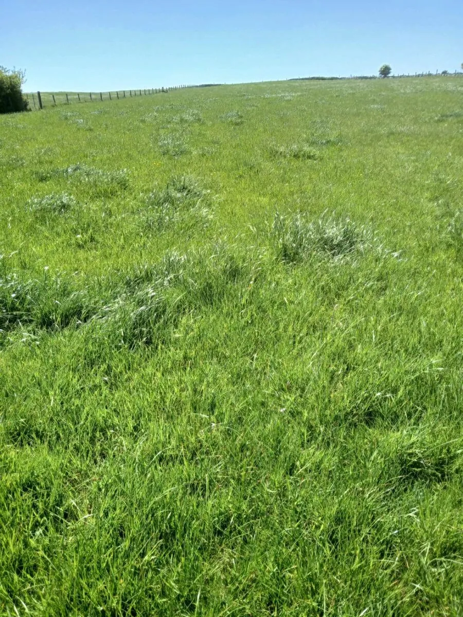 Contract rearing - Image 3