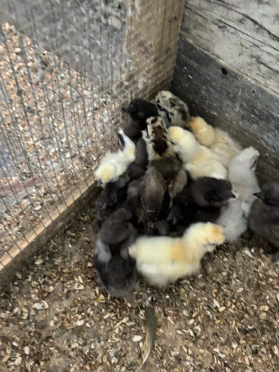 USA silkie chicks - Image 2