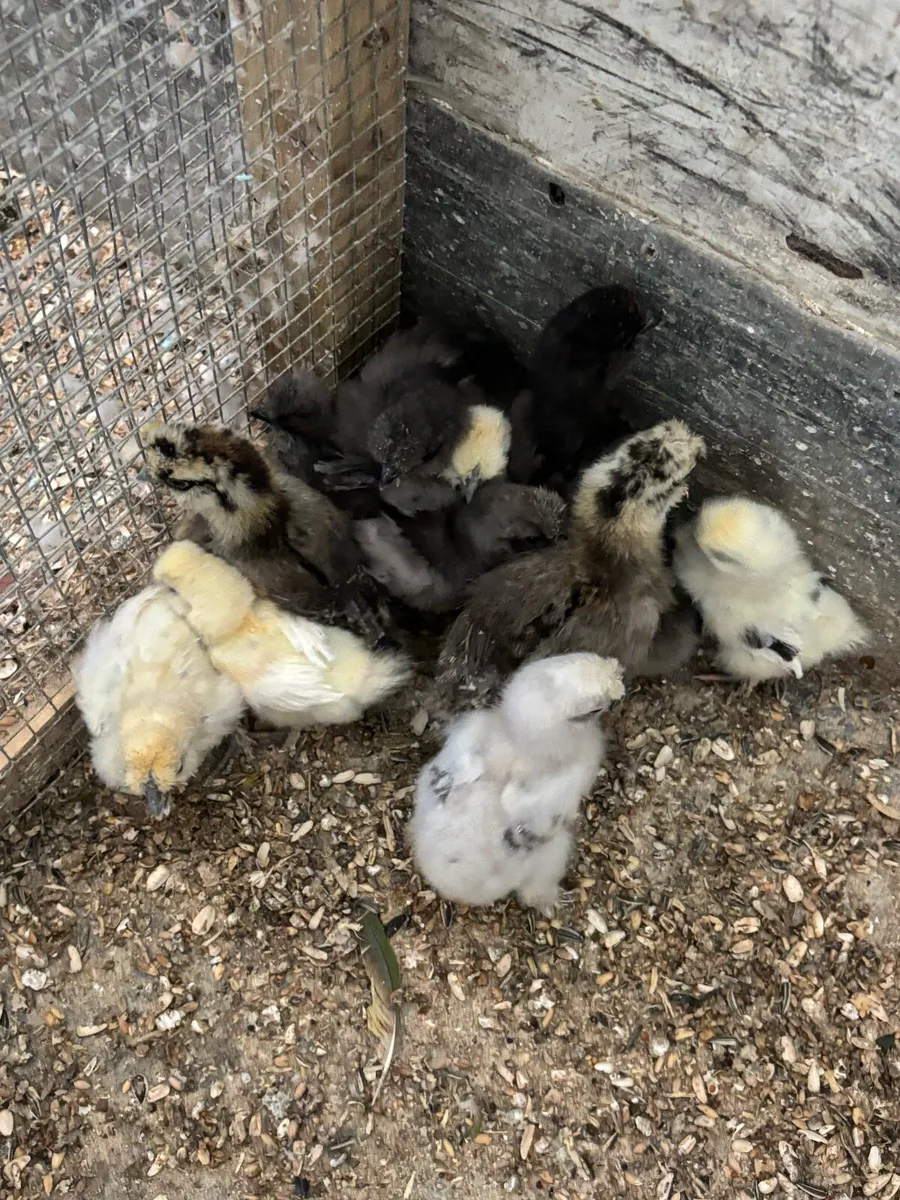 USA silkie chicks - Image 1