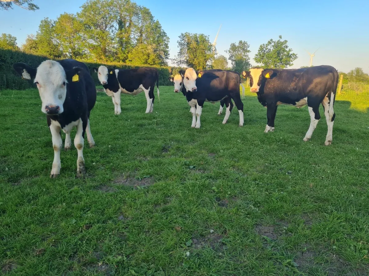 5 hex heifers - Image 2