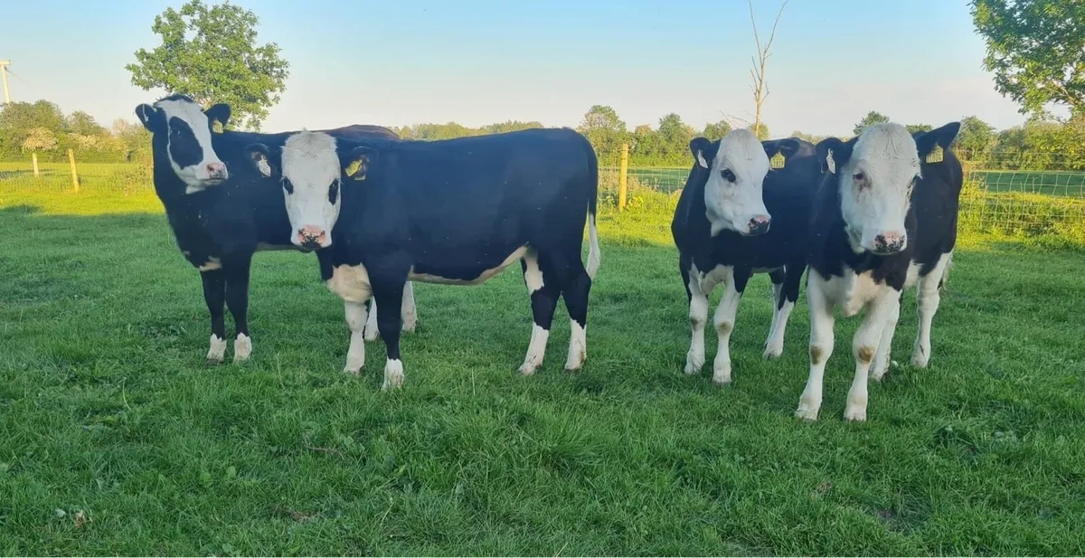 5 hex heifers - Image 1