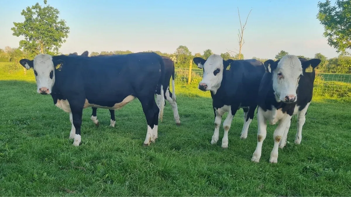 5 hex heifers - Image 3