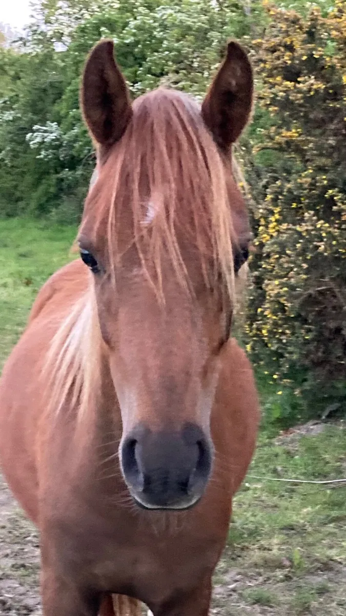 Welsh Section B filly - Image 2