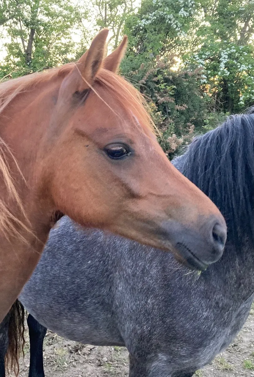 Welsh Section B filly - Image 1