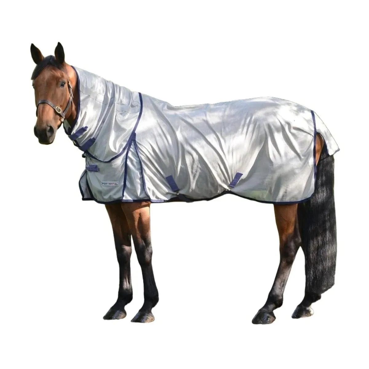 Equine Feed, Supplements & Accessories - Image 1
