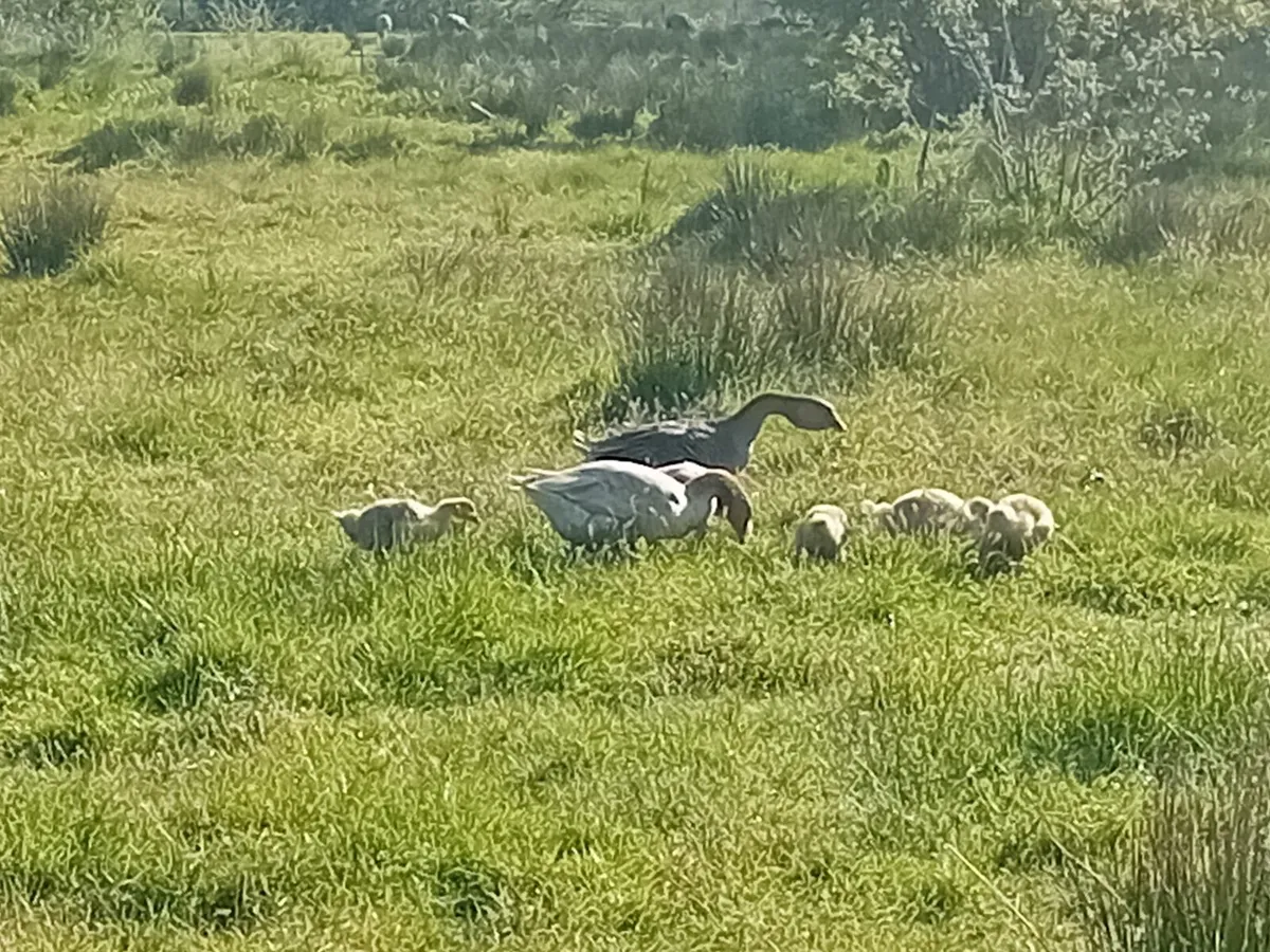 American Buff Goslings - Image 1