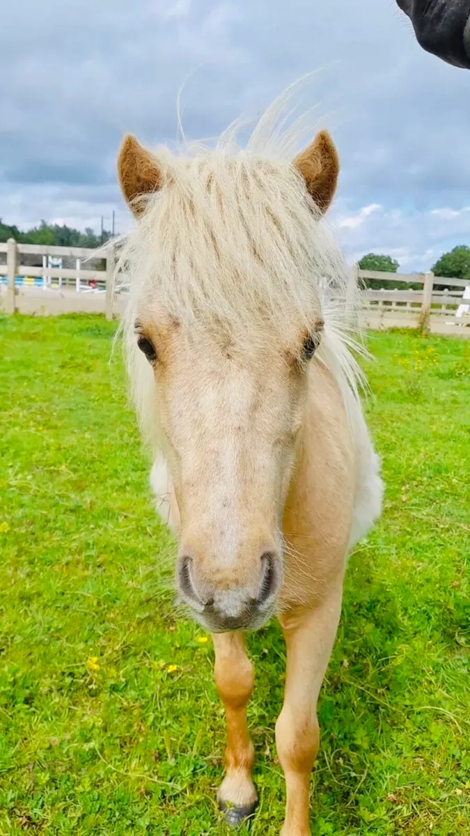 Miniature Shetland - Image 1