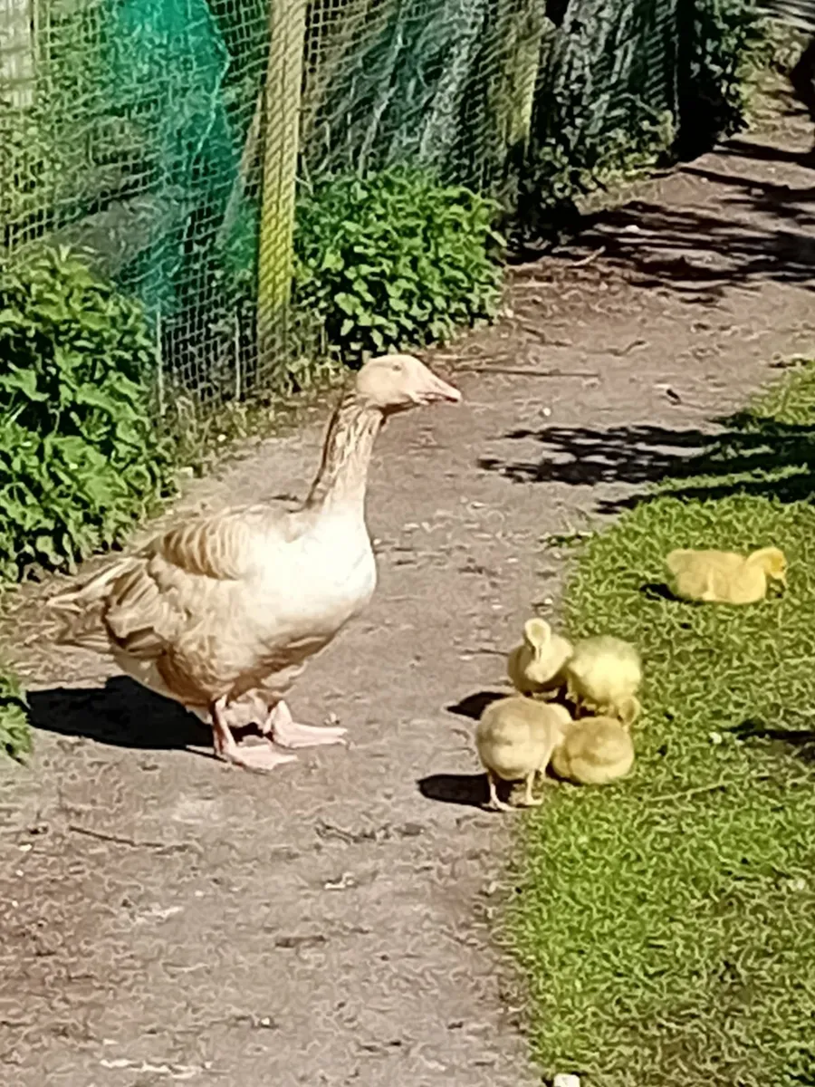 American Buff Goslings - Image 4