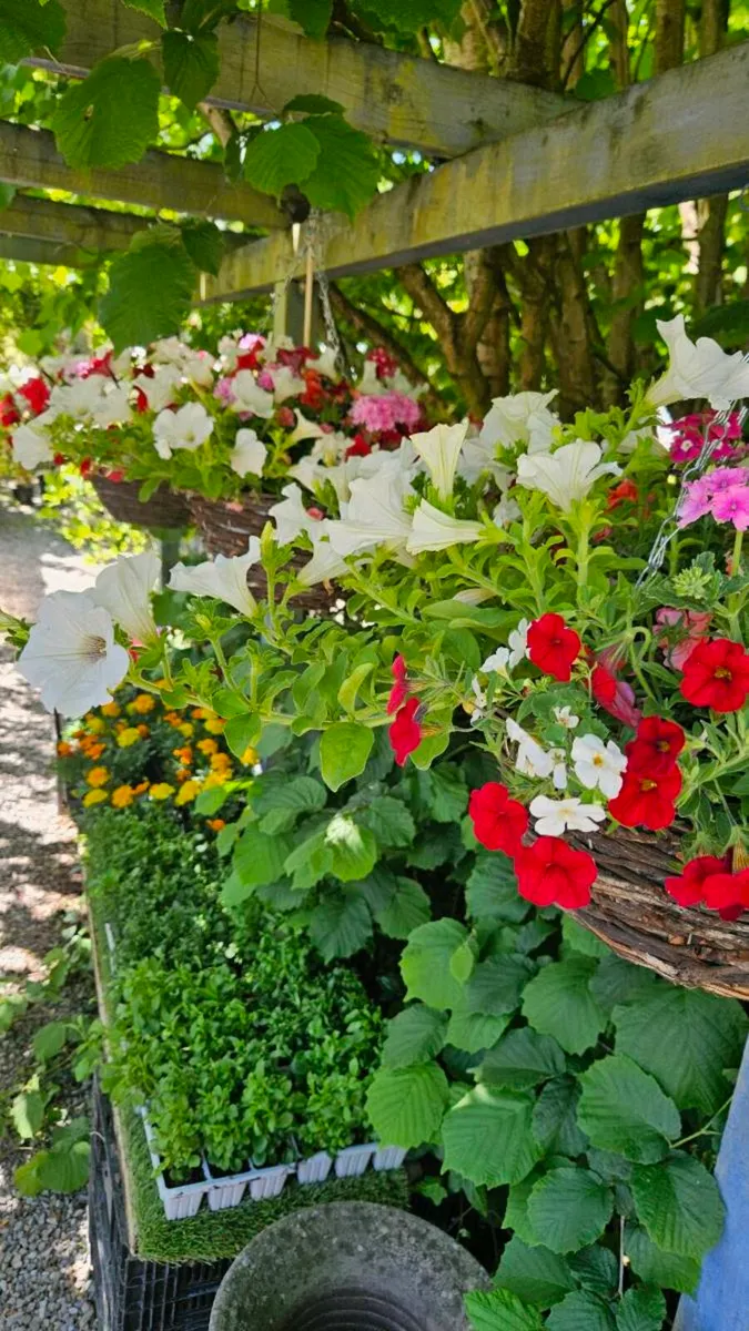 Hanging Baskets 14inch - Image 2