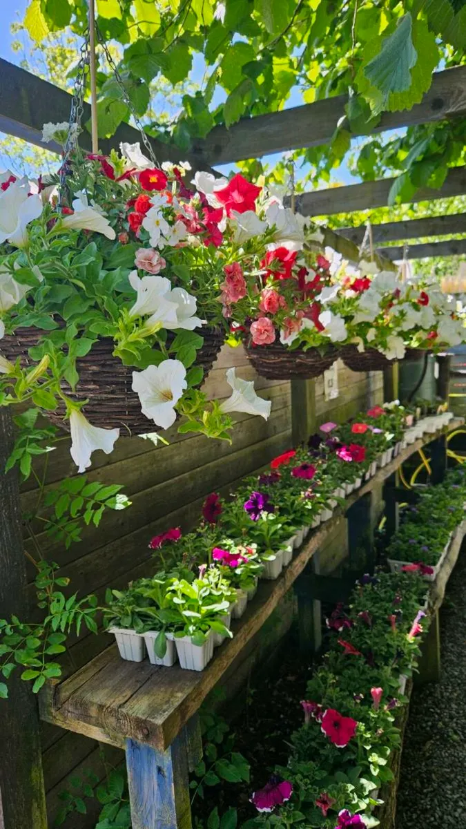 Hanging Baskets 14inch - Image 1