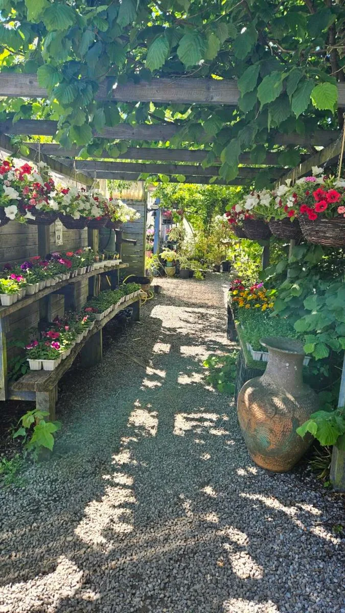 Hanging Baskets 14inch - Image 3