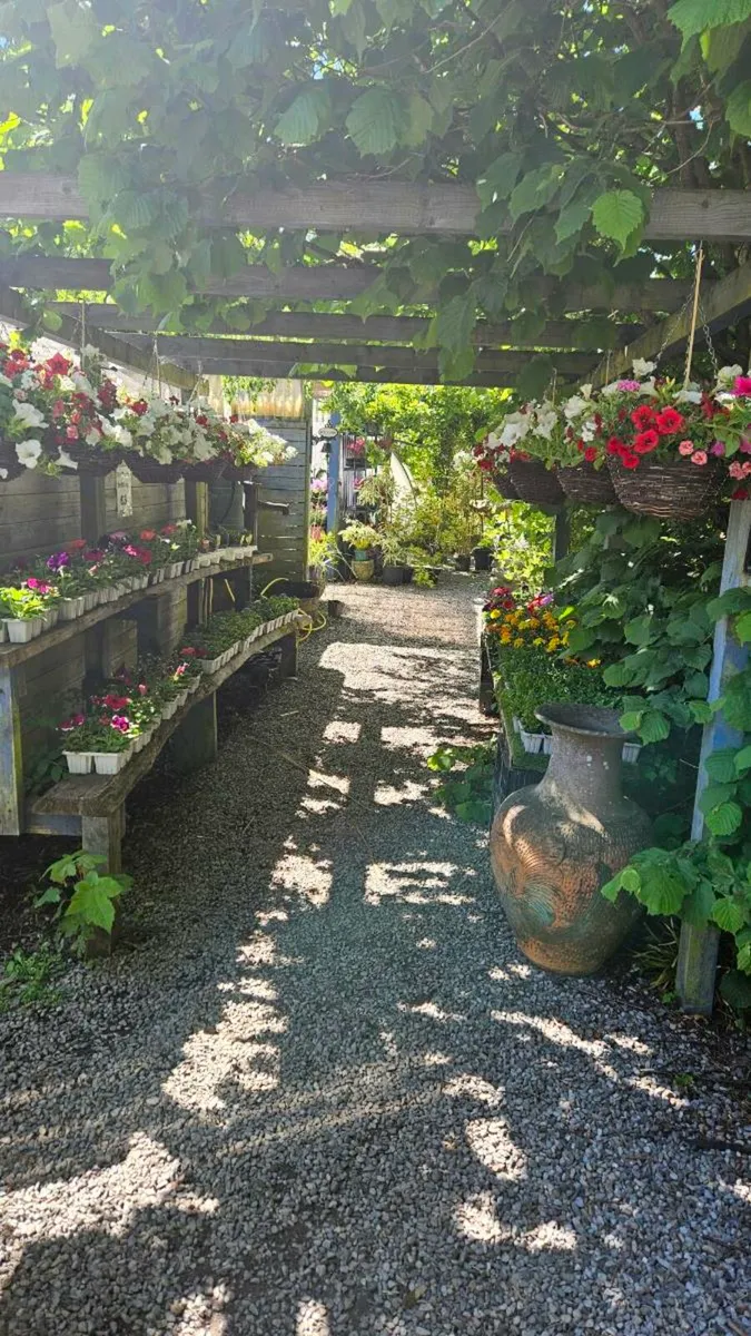 Hanging Baskets 14inch - Image 4