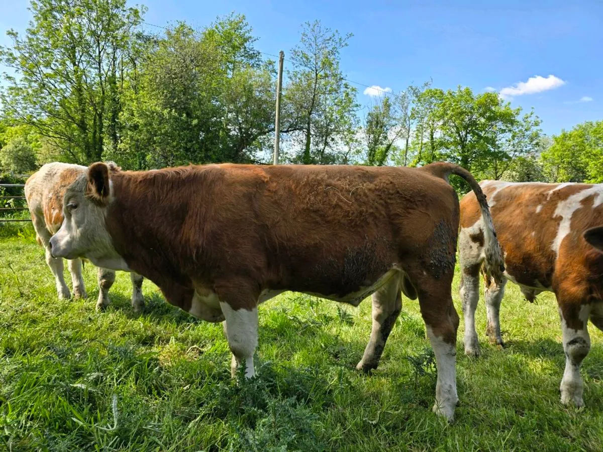Fleckvieh Bull's - Image 1
