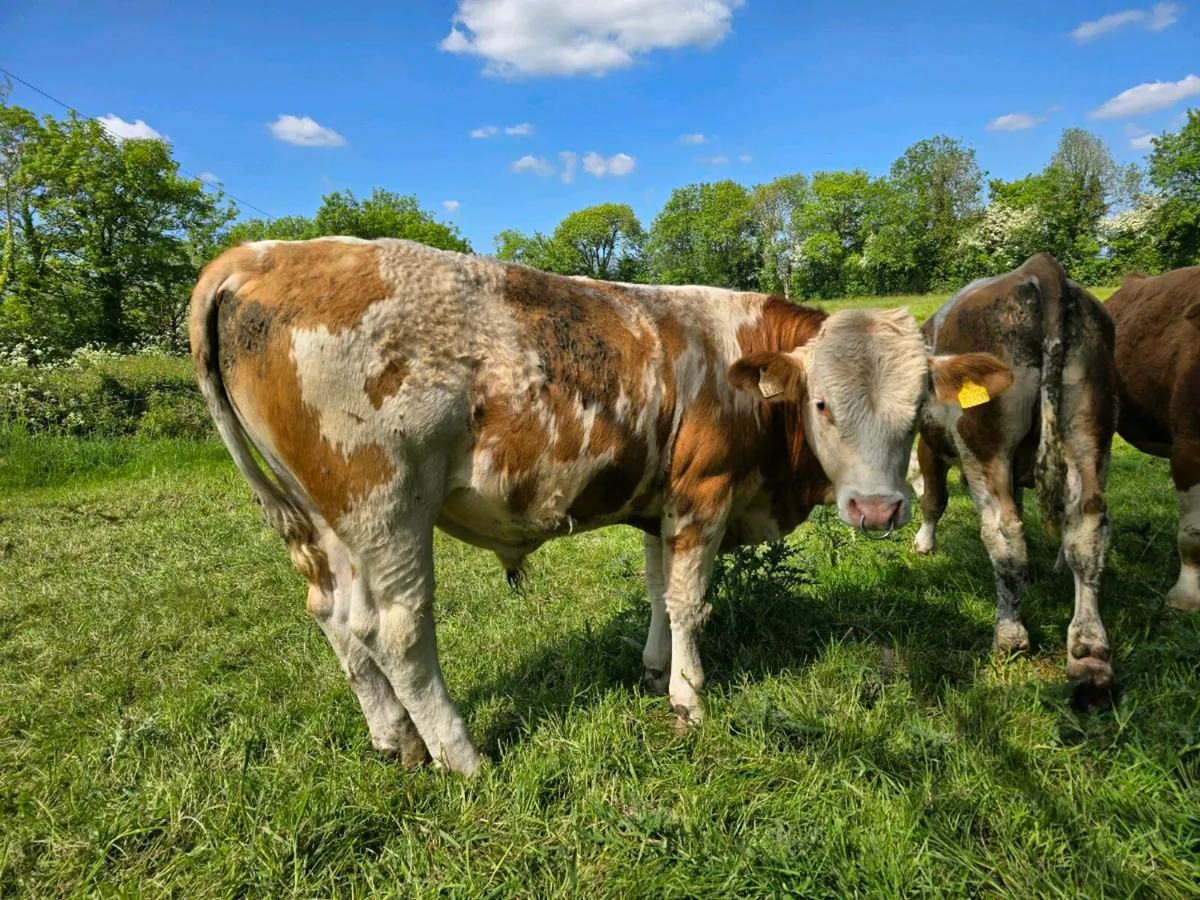 Fleckvieh Bull's - Image 3