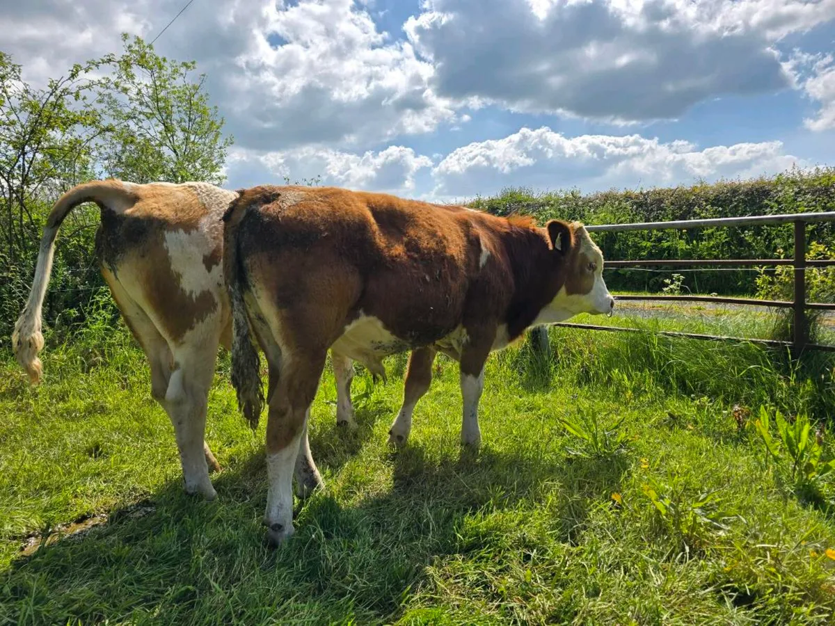 Fleckvieh Bull's - Image 4