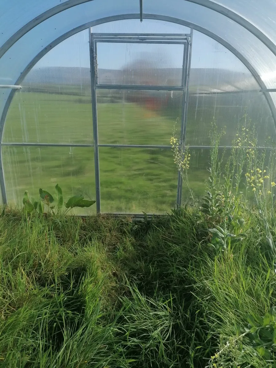 Polytunnel - Image 4