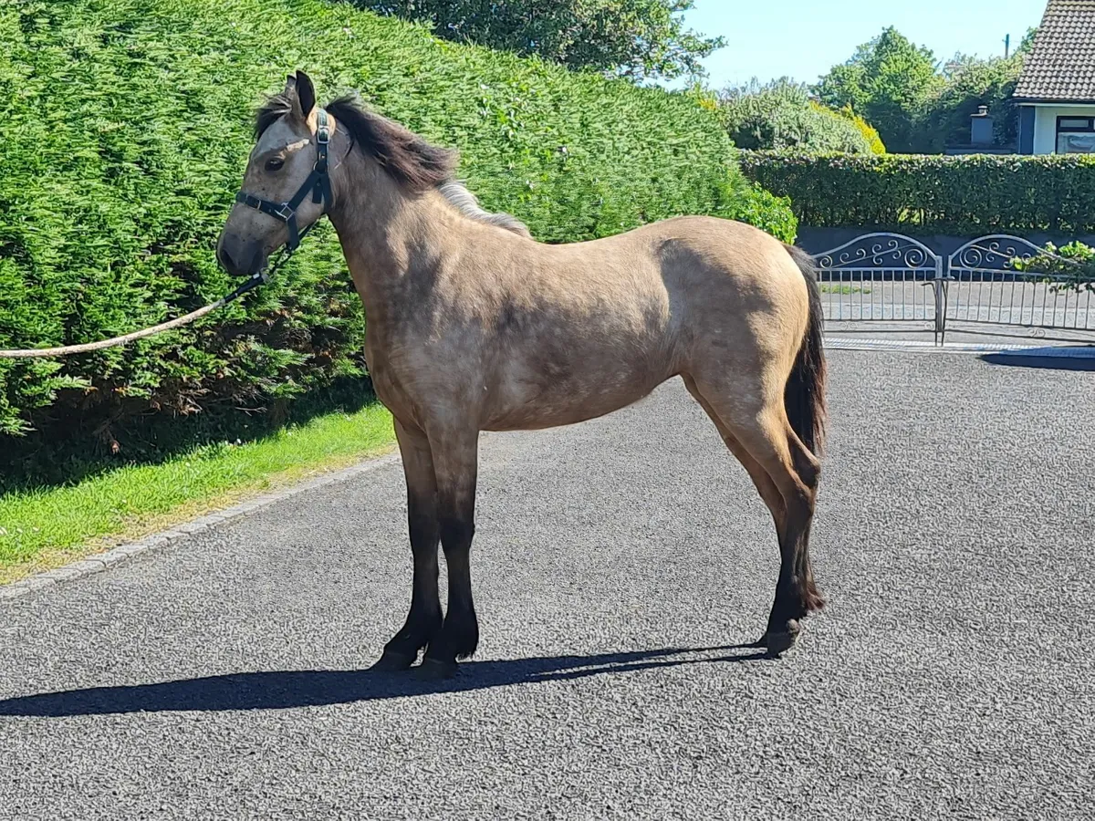 Connemara filly - Image 1