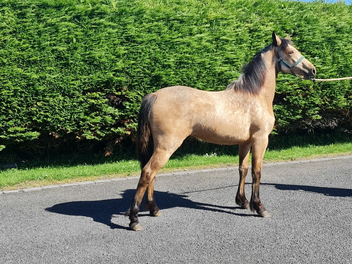 Connemara filly - Image 2