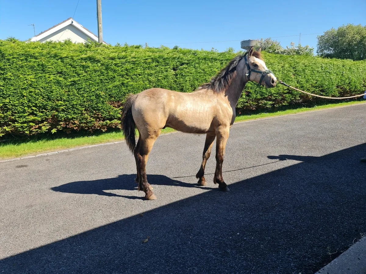 Connemara filly - Image 3