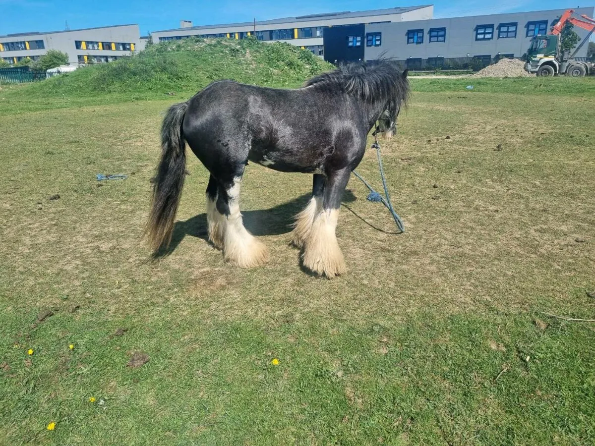 Heavy cob - Image 2