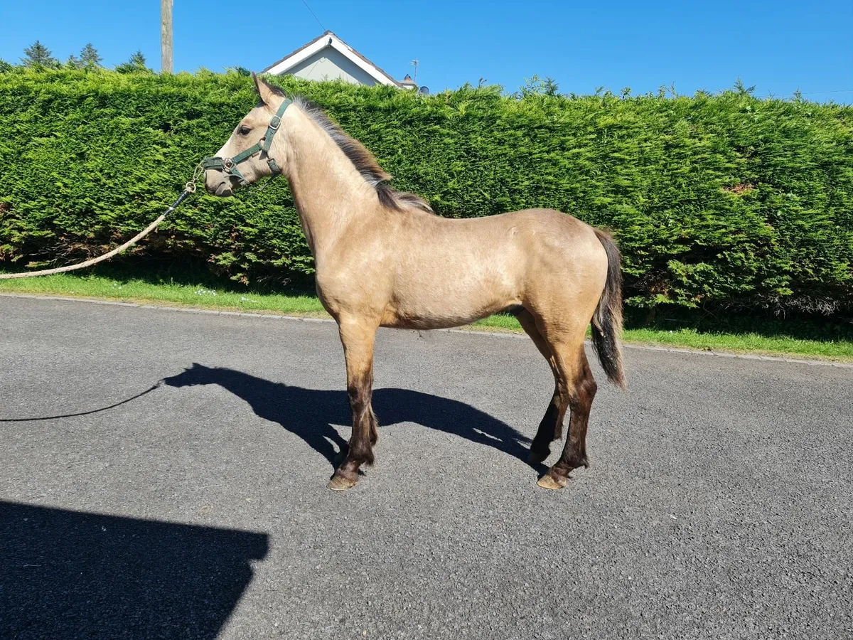 Connemara colt - Image 1