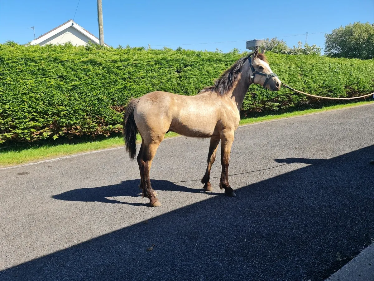 Connemara colt - Image 3