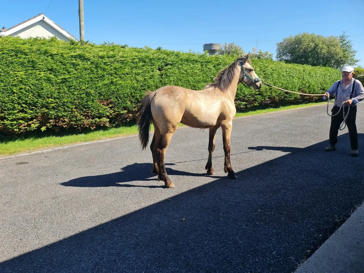Connemara colt - Image 4