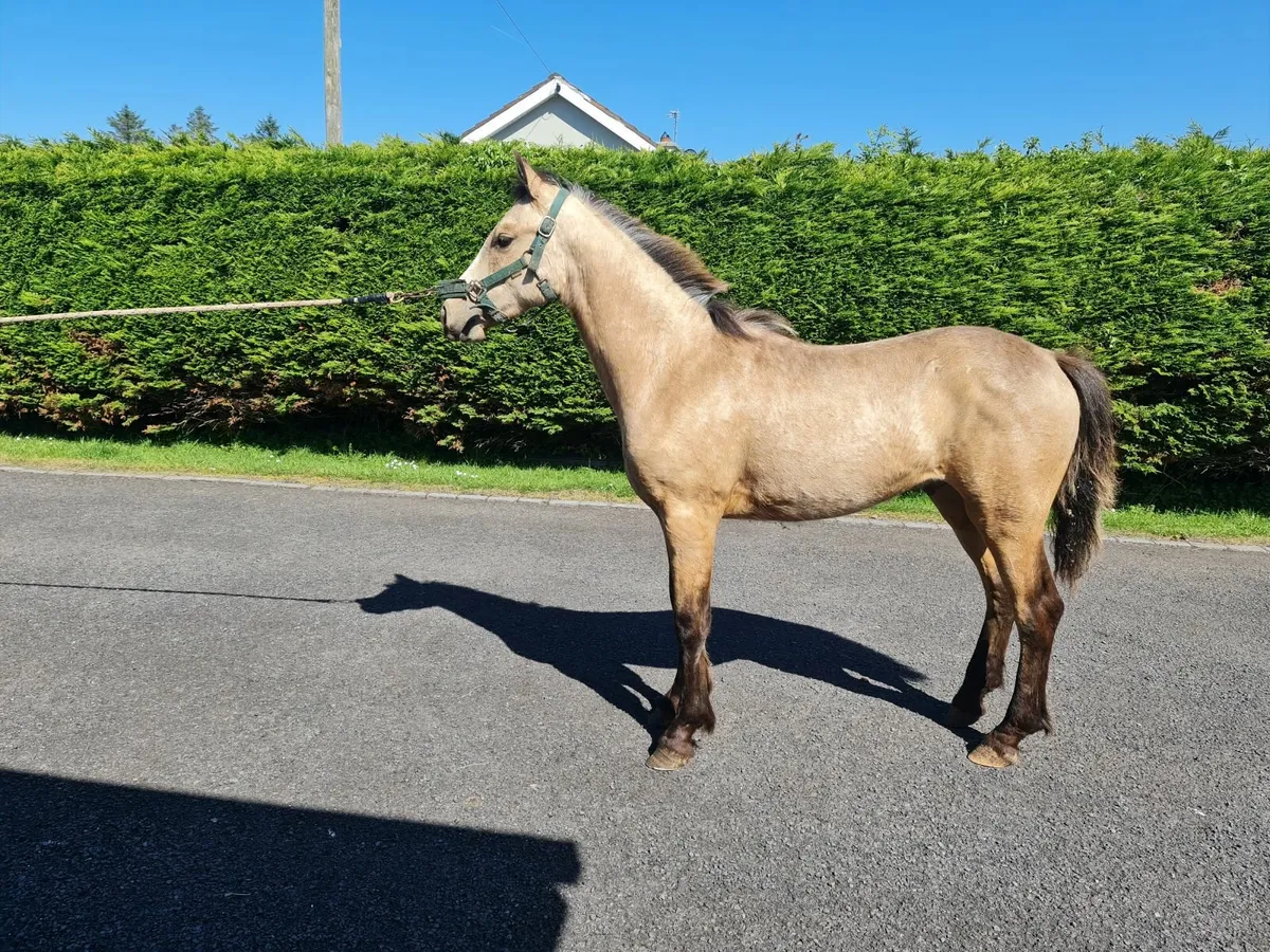 Connemara colt - Image 4