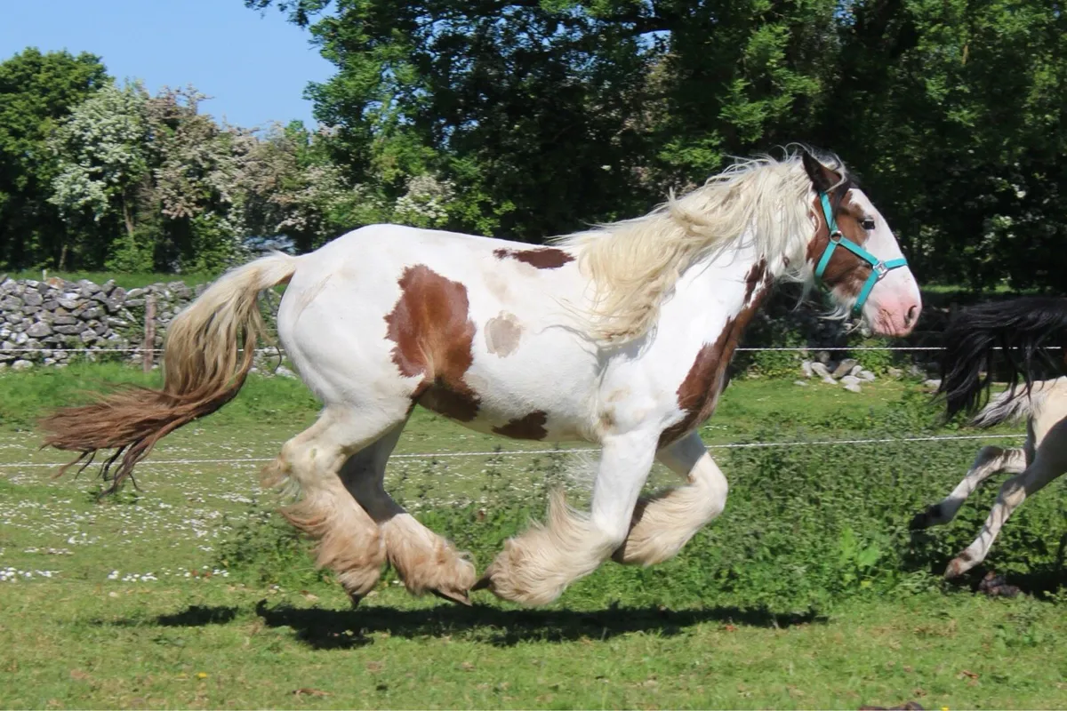 Cob mare in foal - Image 1