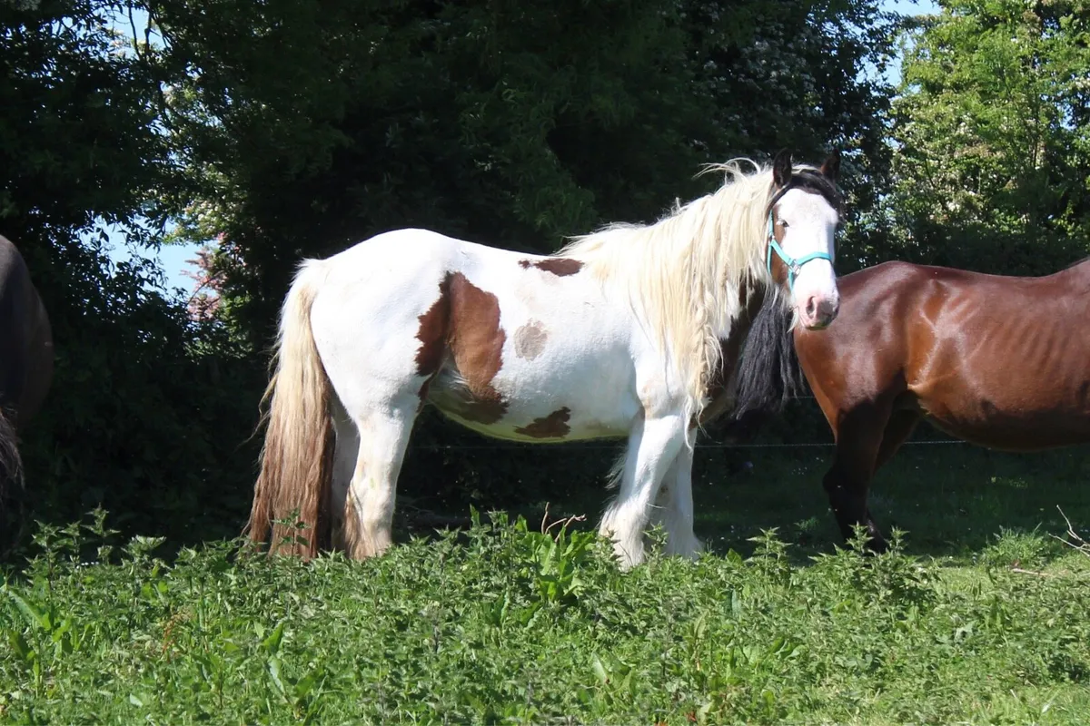 Cob mare in foal - Image 3
