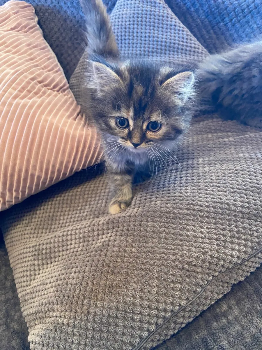 Kittens - Image 1