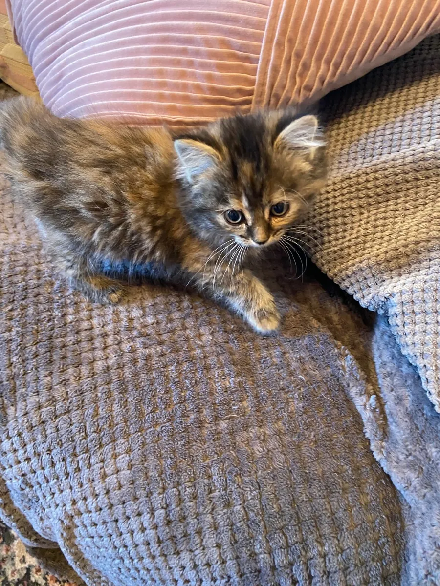 Kittens - Image 2