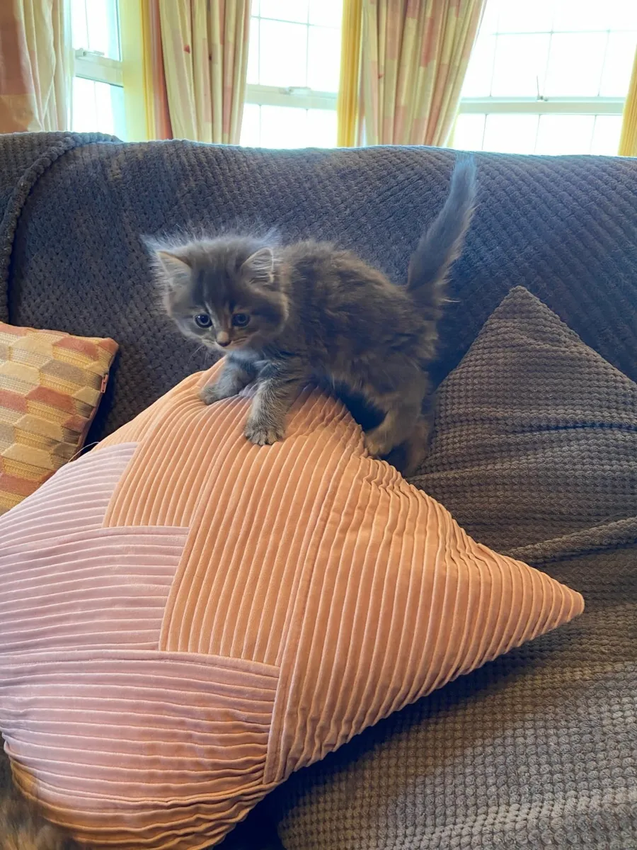 Kittens - Image 3