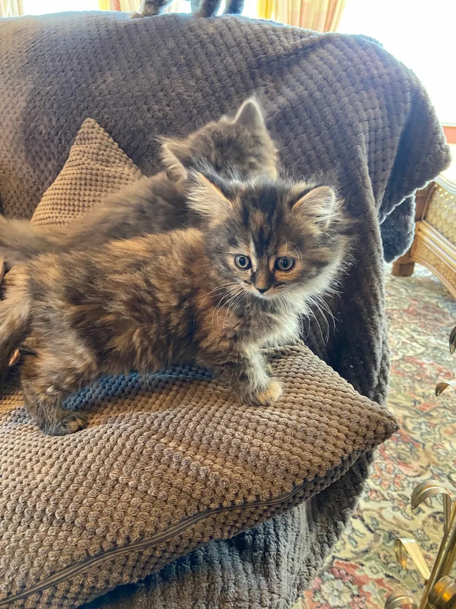 Kittens - Image 4