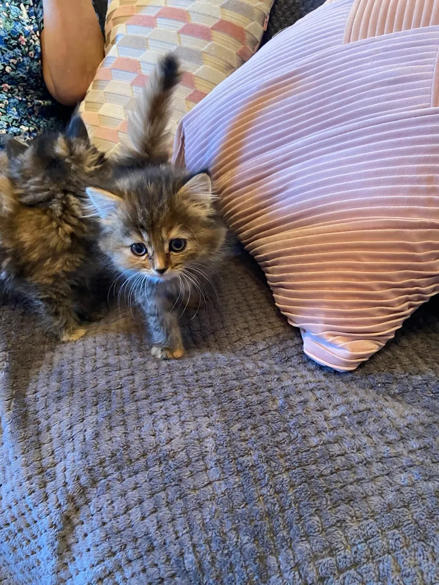 Persian x maine coon kittens (last one standing) - Image 4