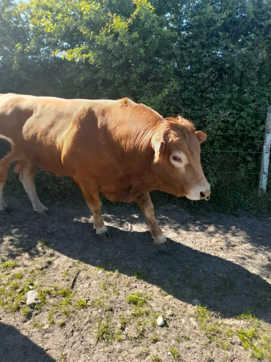 Bull - Image 1