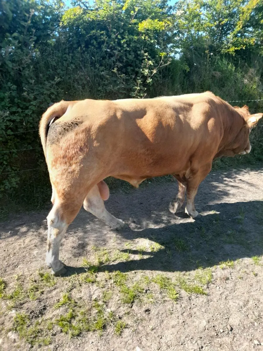 Bull - Image 2