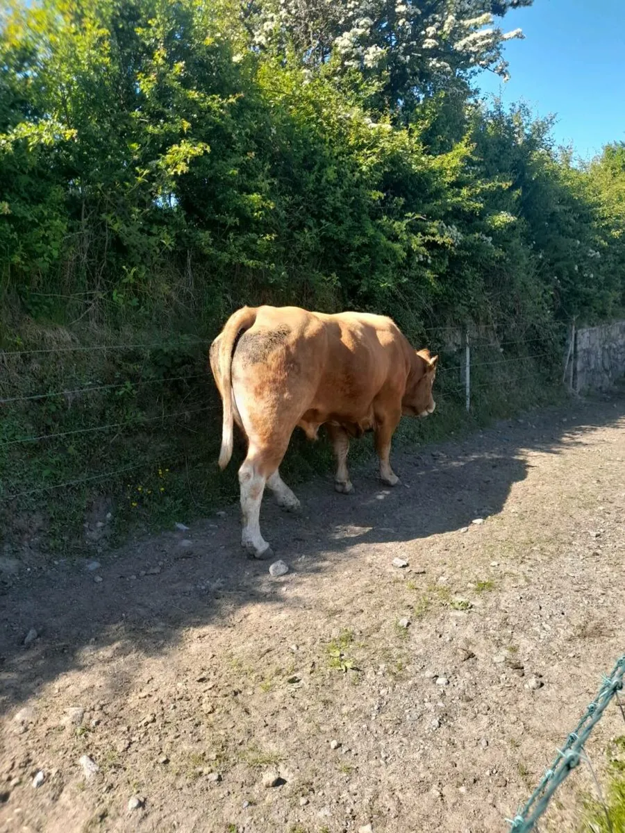 Bull - Image 3