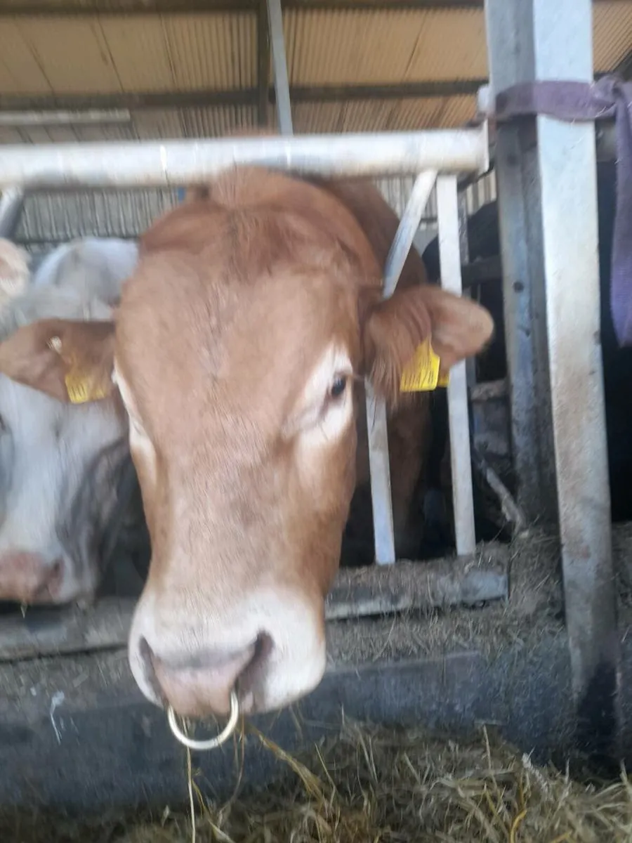 Bull - Image 4
