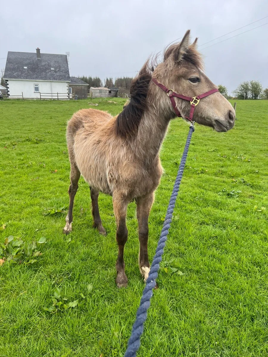 TIH yearling filly - Image 1