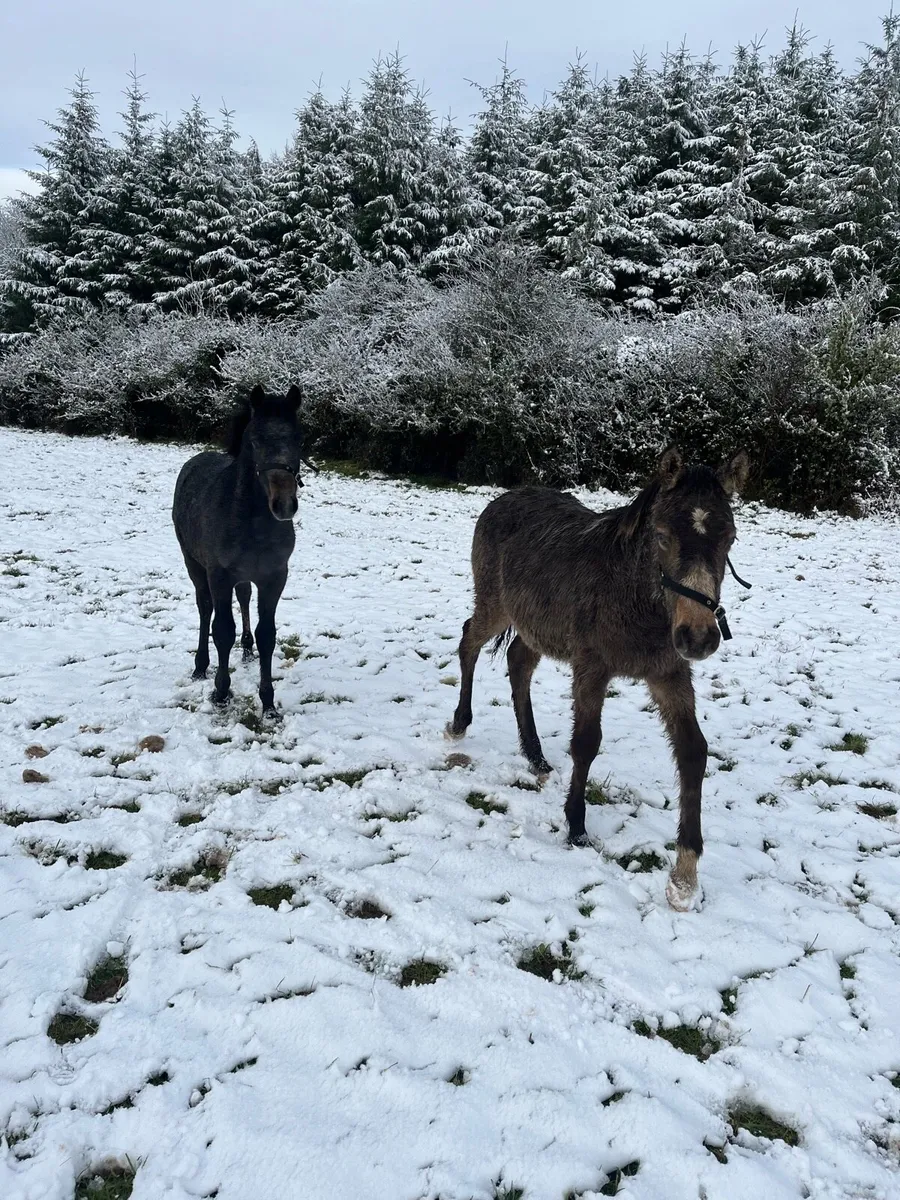 TIH yearling filly - Image 2