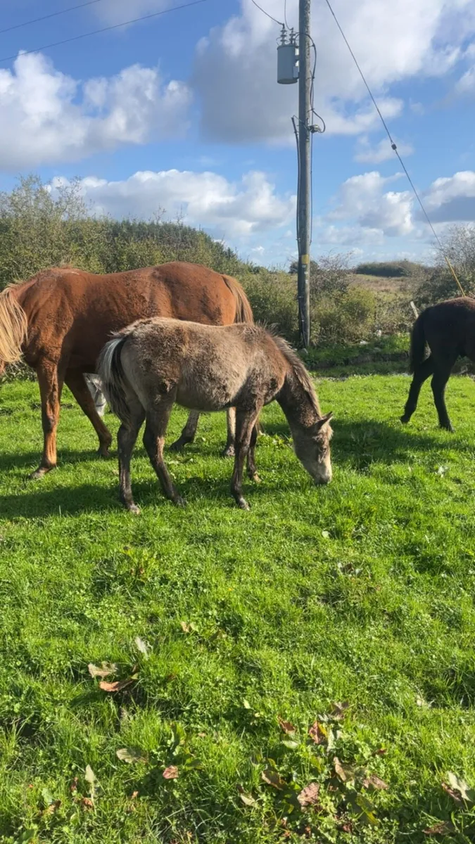 TIH yearling filly - Image 3