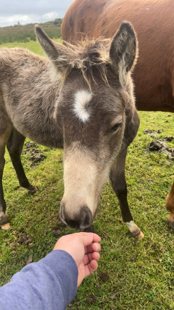 TIH yearling filly - Image 4