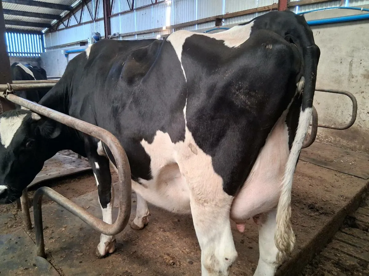 Hol x fr springing heifers - Image 1