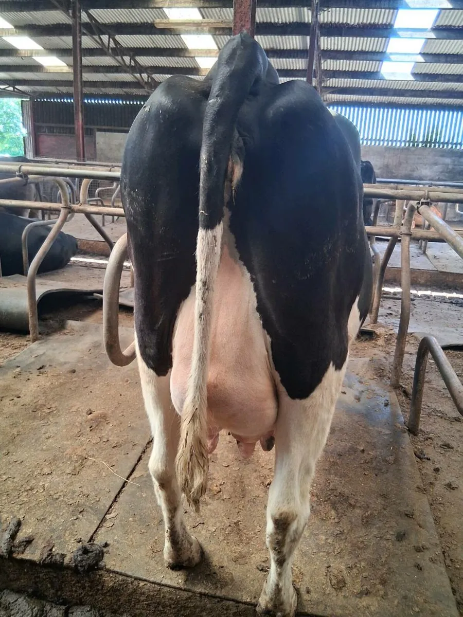 Hol x fr springing heifers - Image 2