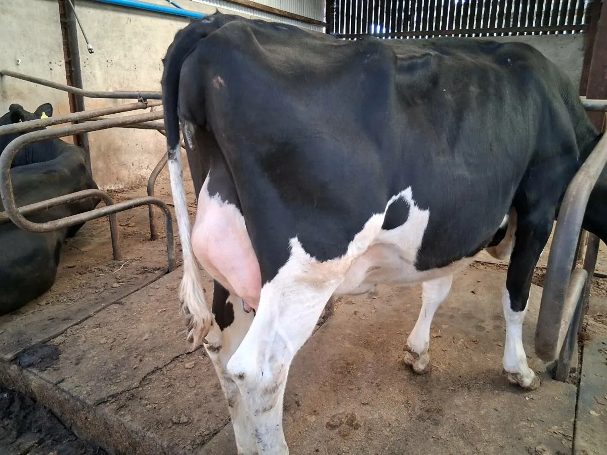 Hol x fr springing heifers - Image 3