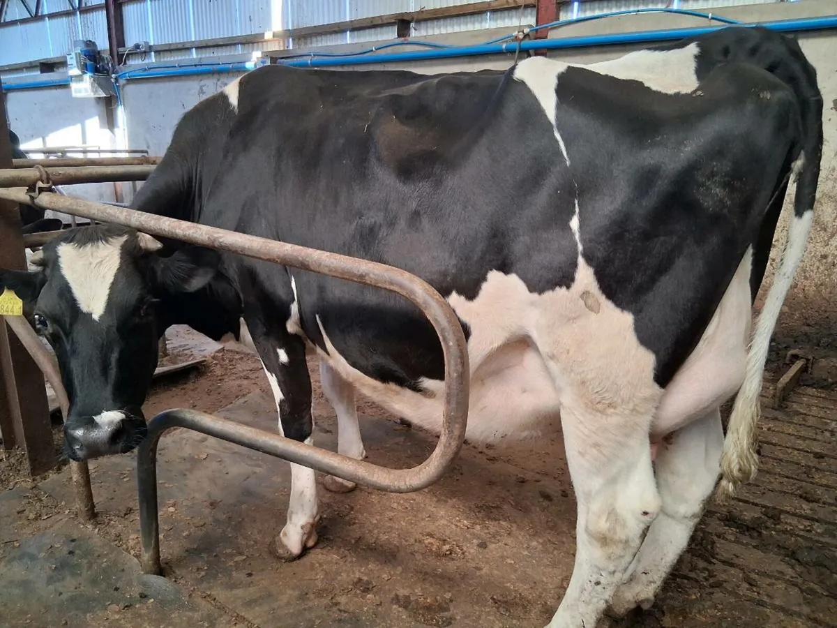 Hol x fr springing heifers - Image 4