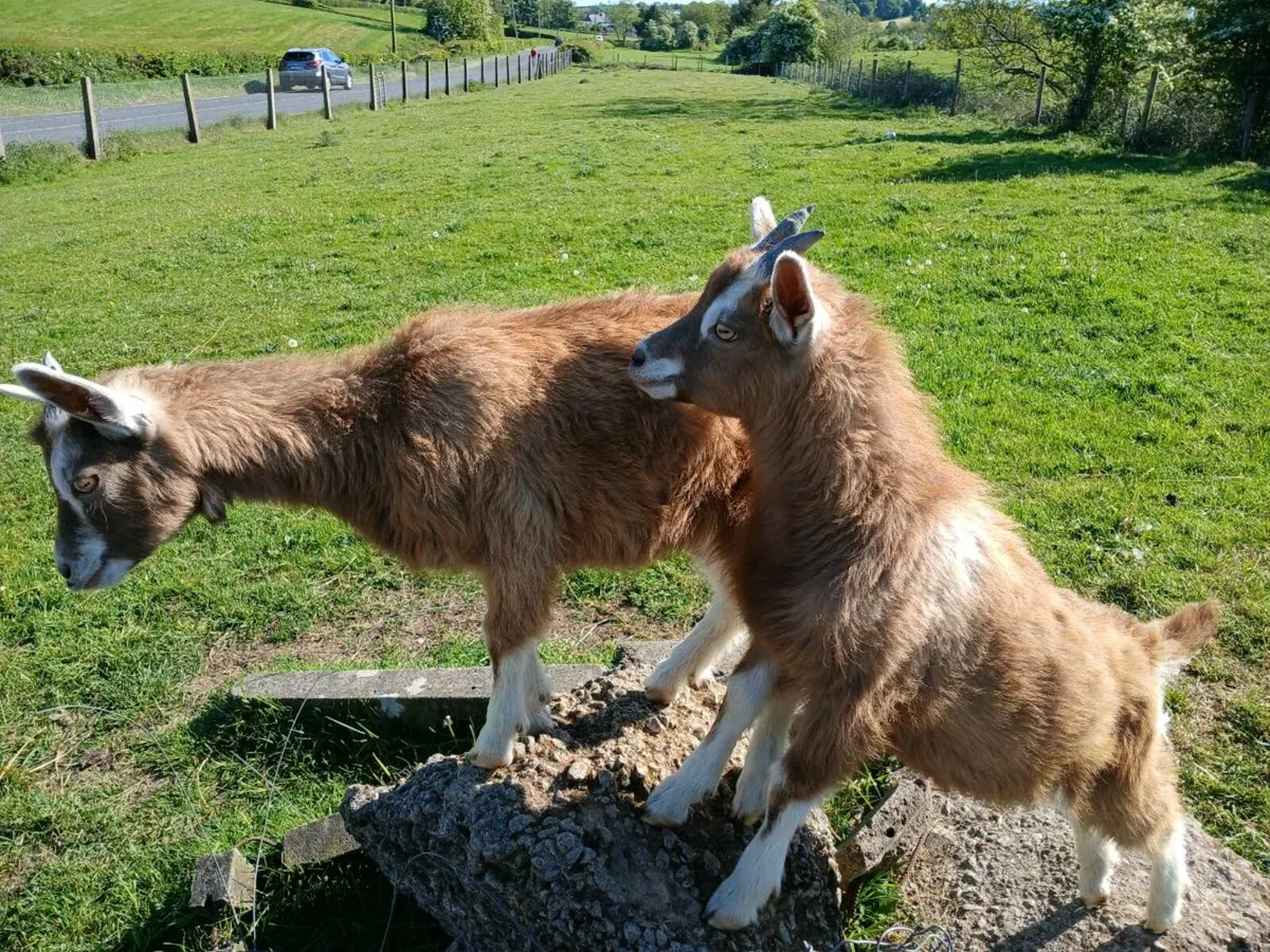 2 beautiful  toggenburg kids and milking goat - Image 2