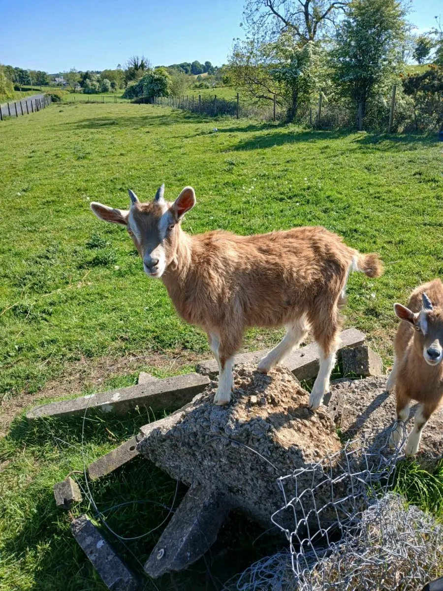 2 beautiful  toggenburg kids and milking goat - Image 3