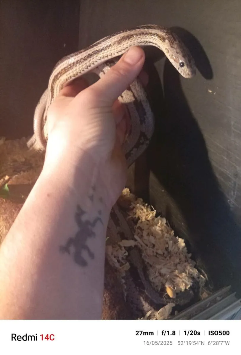 2 corn snakes with enclosures - Image 2